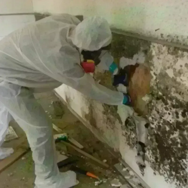 Mold Remediation and Removal in Fairfax, CA